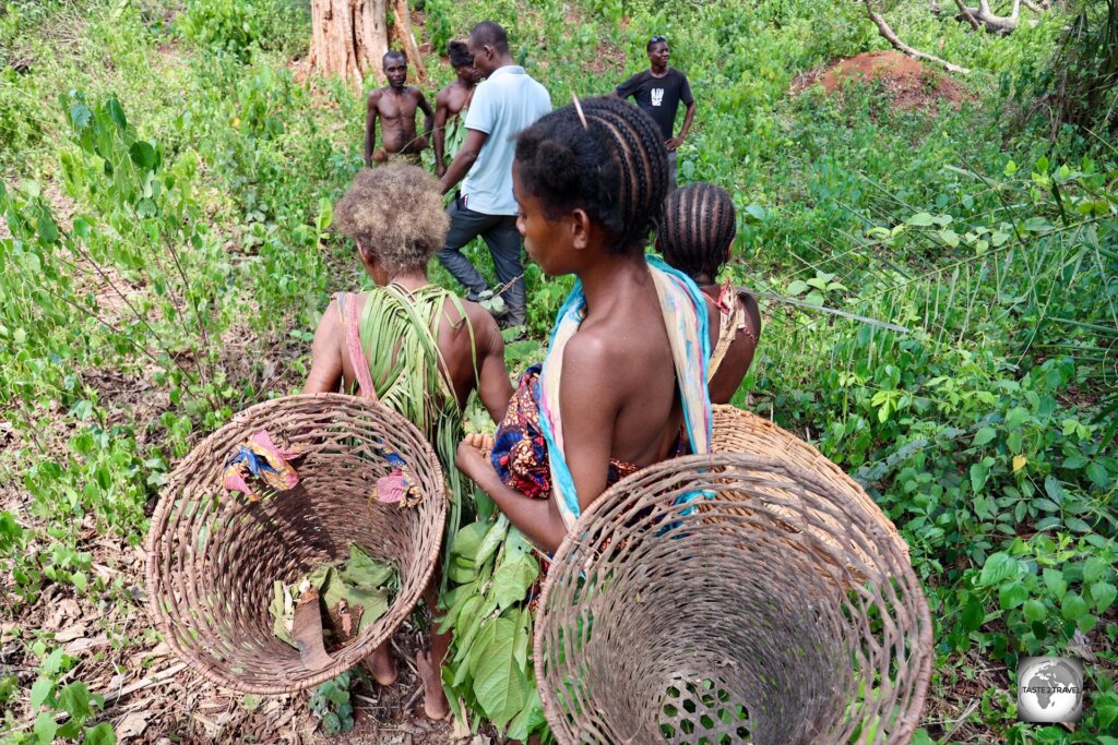 During our visit to the Aka Pygmy village, we were shown how traditional bush medicine is collected.