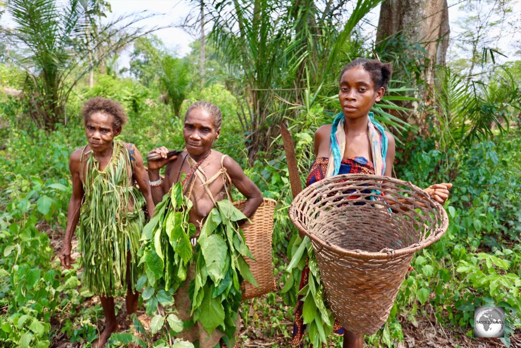 These Aka Pygmies demonstrated the collection of traditional bush medicine which is vital to the pygmy communities.