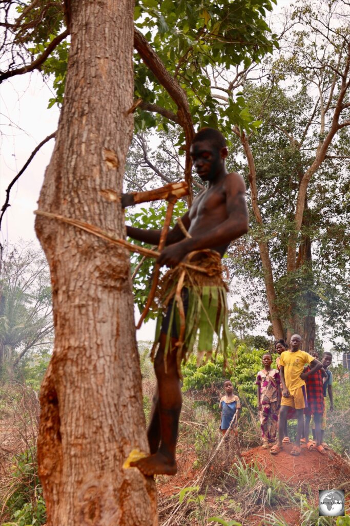 An Aka Pygmy demonstrating how wild honey is collected.
