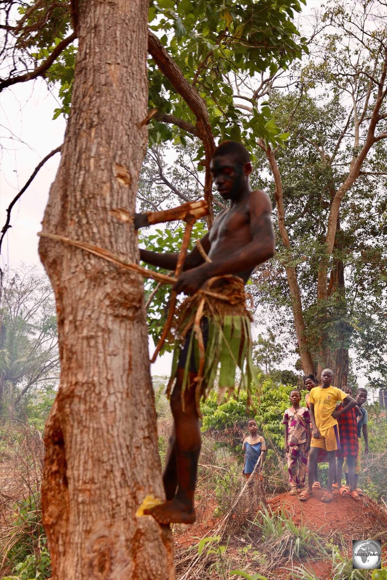 An Ata Pygmy demonstrating how wild honey is collected.