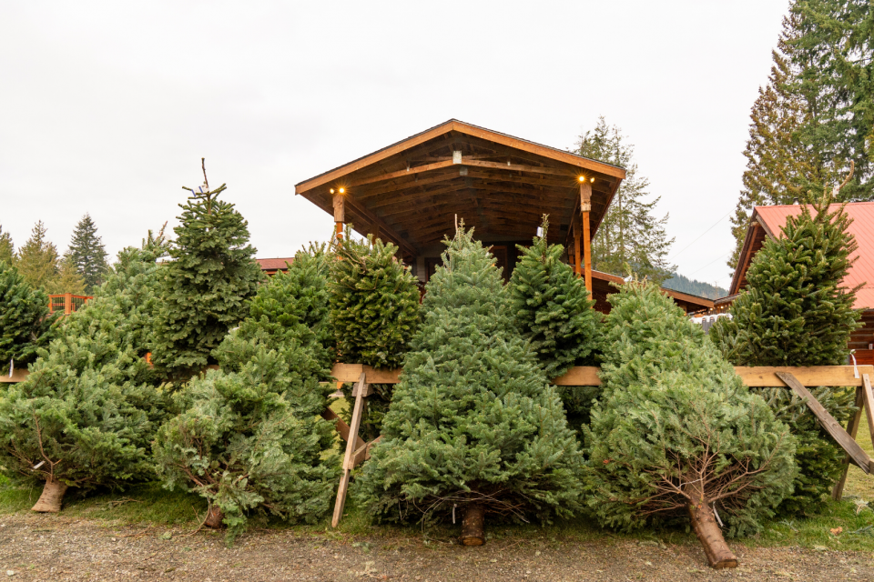 21. Edible Culture’s Christmas Trees & Wreaths Kentish Christmas Gift