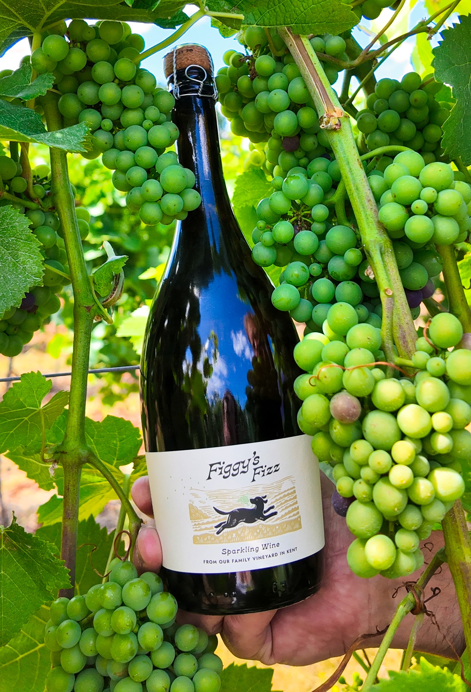 figgys_fizz_2_-_credit_figgis_family_vineyard.png