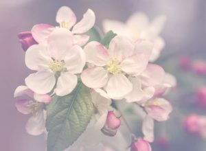 Home, Einzigartigkeit, Blüten, Unterkategorie der TCM