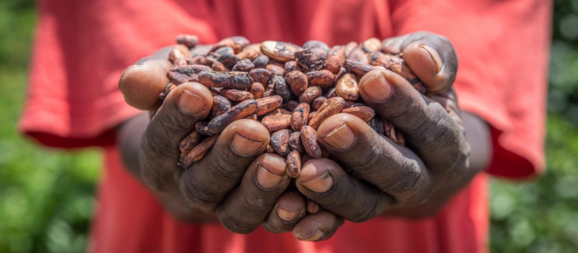 Asante Bismark holds cocoa beans near his farm in Kyekyewere, Assin South District, Ghana. Asante receives farming weather updates from Farmerline's Mergdata service that help him make decisions on the best time to harvest or dry his cocoa.