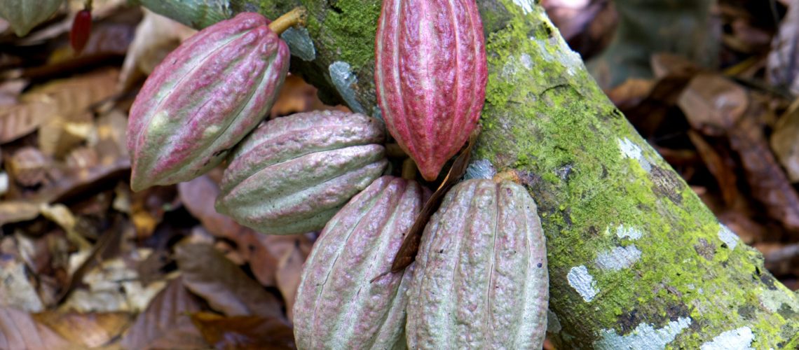 Cabosse de cacao br