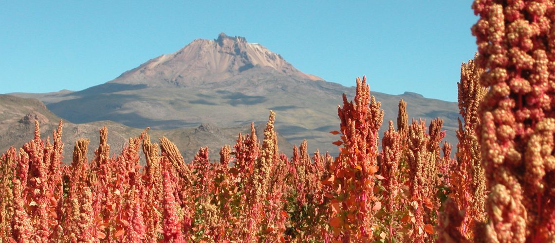 Quinoa Real grown near Uyuni on the Bolivian Altiplano (3653 m). Mt. Tunupa in the background.