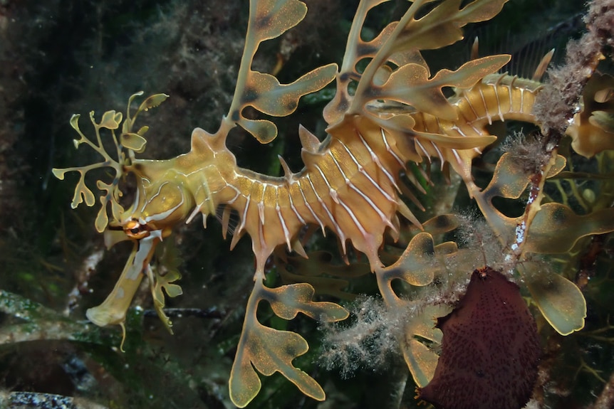A close up image of a leafy sea dragon, which looks like a sea-horse with leaf-shaped fins