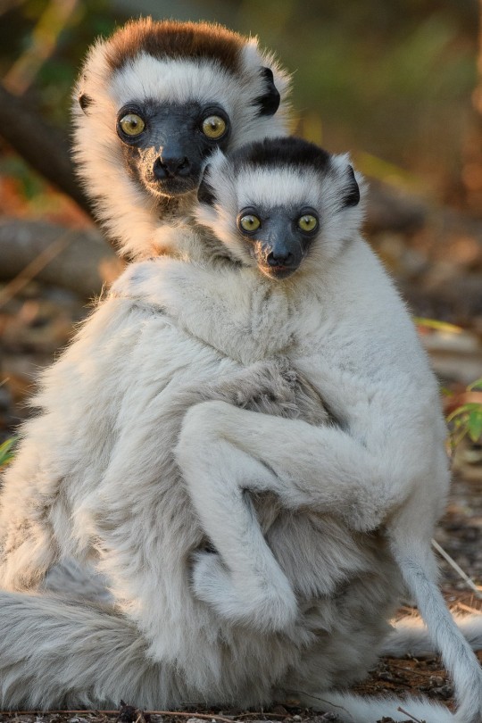 EMBARGOED TO 1600 TUESDAY 10 JANUARY Undated handout photo issued by the journal Nature Communications of the critically endangered verreaux's sifaka. A new study suggests it may take around 23 million years for evolution to replace Madagascar's endangered mammals if they go extinct. More than half of the mammals (120 species) in Madagascar are included on the International Union for Conservation of Nature Red List of Threatened Species (the IUCN Red List). Around 90% of plant and animal species on this island cannot be found anywhere else on Earth. Issue date: Tuesday January 10, 2023. PA Photo. See PA story SCIENCE Madagascar. Photo credit should read: Chien C. Lee/PA Wire NOTE TO EDITORS: This handout photo may only be used in for editorial reporting purposes for the contemporaneous illustration of events, things or the people in the image or facts mentioned in the caption. Reuse of the picture may require further permission from the copyright holder.