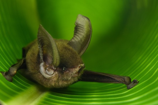 EMBARGOED TO 1600 TUESDAY 10 JANUARY Undated handout photo issued by the journal Nature Communications of a Madagascar sucker-footed bat belonging to an ancient family of bats that is found only on Madagascar. A new study suggests it may take around 23 million years for evolution to replace Madagascar's endangered mammals if they go extinct. More than half of the mammals (120 species) in Madagascar are included on the International Union for Conservation of Nature Red List of Threatened Species (the IUCN Red List). Around 90% of plant and animal species on this island cannot be found anywhere else on Earth. Issue date: Tuesday January 10, 2023. PA Photo. See PA story SCIENCE Madagascar. Photo credit should read: Chien C. Lee/PA Wire NOTE TO EDITORS: This handout photo may only be used in for editorial reporting purposes for the contemporaneous illustration of events, things or the people in the image or facts mentioned in the caption. Reuse of the picture may require further permission from the copyright holder.