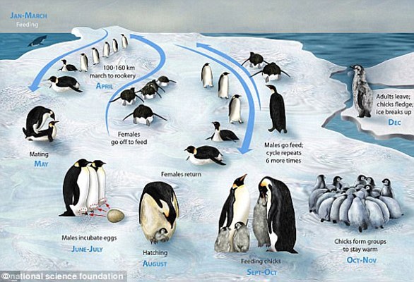 If there's too little sea ice, it reduces the availability of breeding sites and prey for emperor penguins, but too much ice means longer hunting trips for adults, which means they can't feed their chicks as frequently