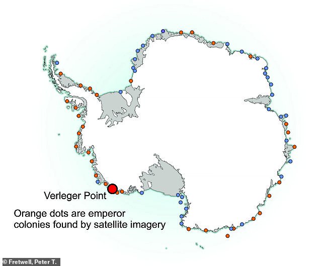 Satellite imagery has helped detect 33 of the 66 groups by tracking the birds' poo, or guano, which is brown in colour and easier to identify when it stains large patches of sea-ice