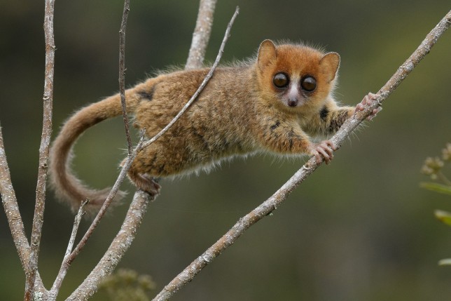 EMBARGOED TO 1600 TUESDAY 10 JANUARY Undated handout photo issued by the journal Nature Communications of a brown mouse lemur (Microcebus rufus), one of the 104 species of lemurs that are currently threatened with extinction. A new study suggests it may take around 23 million years for evolution to replace Madagascar's endangered mammals if they go extinct. More than half of the mammals (120 species) in Madagascar are included on the International Union for Conservation of Nature Red List of Threatened Species (the IUCN Red List). Around 90% of plant and animal species on this island cannot be found anywhere else on Earth. Issue date: Tuesday January 10, 2023. PA Photo. See PA story SCIENCE Madagascar. Photo credit should read: Chien C. Lee/PA Wire NOTE TO EDITORS: This handout photo may only be used in for editorial reporting purposes for the contemporaneous illustration of events, things or the people in the image or facts mentioned in the caption. Reuse of the picture may require further permission from the copyright holder.