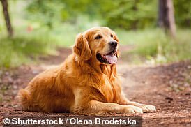 Golden Retrievers were one of the dog breeds most likely to get the disease