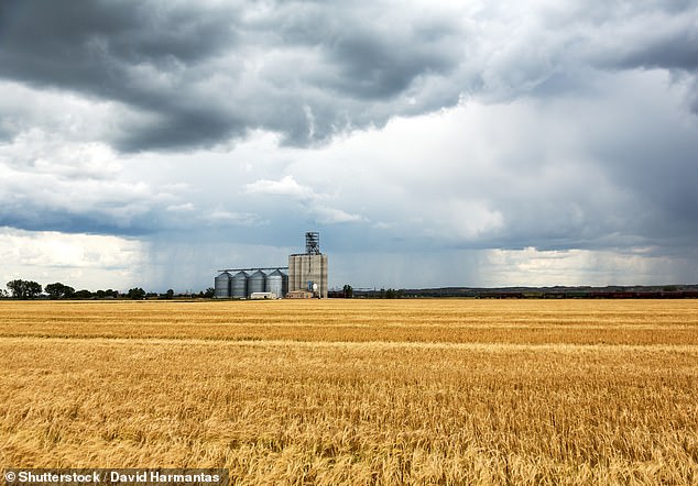 Britain will have to use half of its farmland to grow biofuels before eco-friendly air travel is a reality, say scientists. [File image]