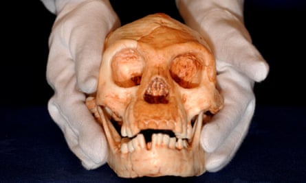 The skull of a newly discovered ‘hobbit’ species of human, Homo floresiensis, believed to be living 18,000 years ago.