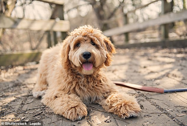 A Labradoodle's weight can increase by 900 per cent from the puppy phase to adulthood