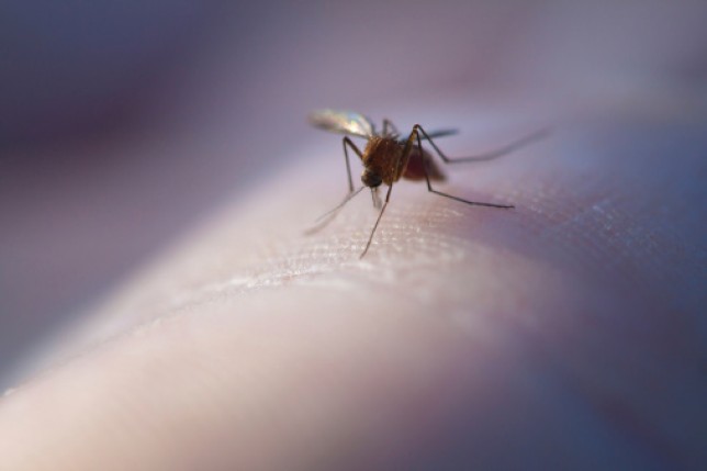 Malaria, spread by mosquitos, kills hundreds of thousands of children a year
