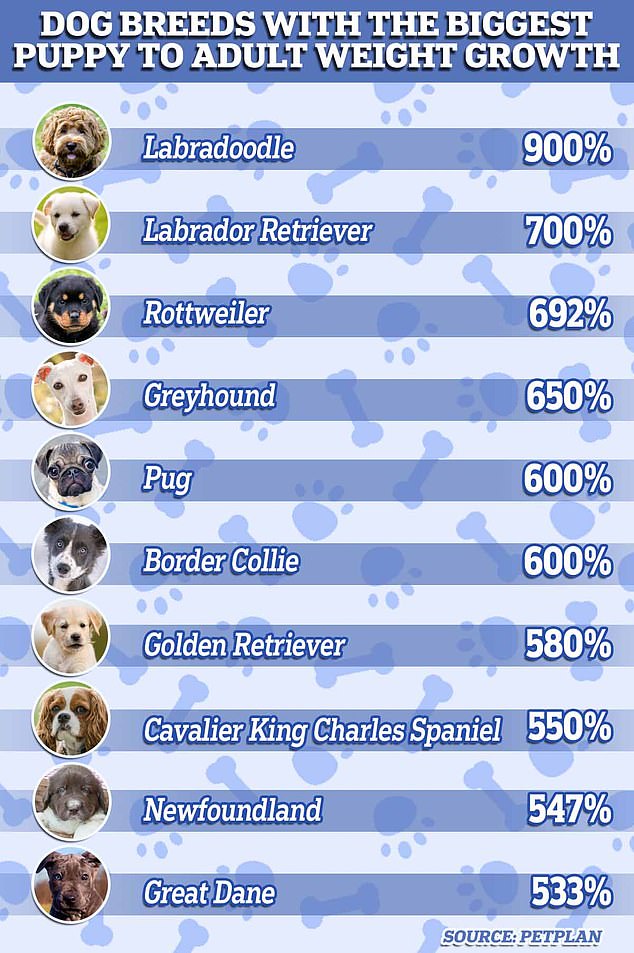 Sixty of the UK's most popular and common dog breeds were assessed in a Petplan study