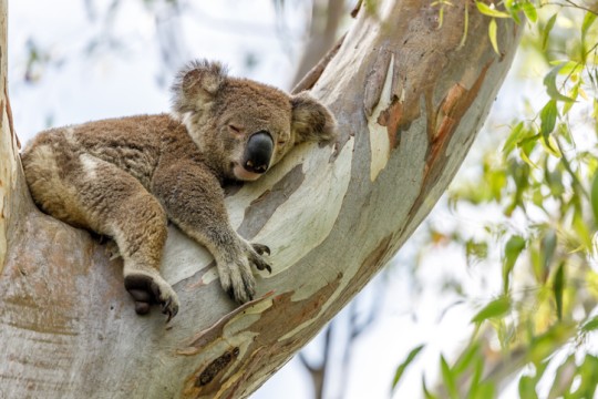 Sleepy koala in a eucalyptus tree on a sunny morning.