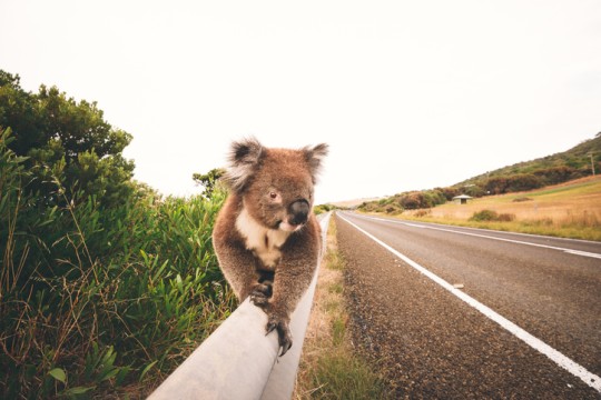 Habitat destruction has had a significant impact on koala numbers 