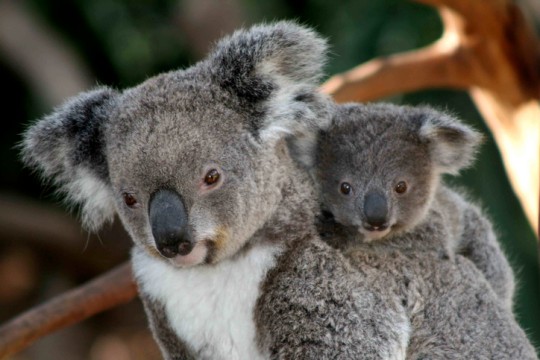 Chlamydia can lead to infertility in koalas