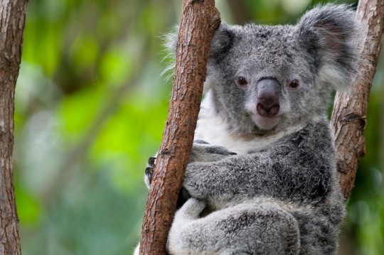 Koalas have been declared as endangered by the US government