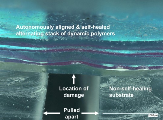 *EMBARGOED UNTIL 19.00 BST, THURS JUNE 1 (14.00 ET)* A depth-profiled digital microscope photograph of a 5-layer alternating laminate film of immiscible dynamic polymer films which have been damaged, autonomously aligned, self-healed and then pulled apart on a non-self-healing subject (to show the location of the damage). See SWNS story SWSCskin. A Terminator-style synthetic skin for robots has been created by scientists. It heals just like the real-thing - and even has human-like sense of touch. The material could help us feel more at ease around AI (artificial intelligence) at home and in the workplace. It could also help fuel the rise of sexbots - making them ultra-realistic.