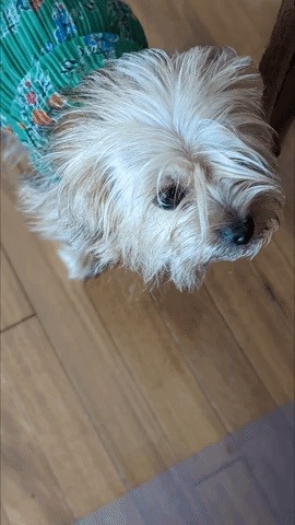 Create a 3D Cinematic Photo in Google Photos from Any Image in Your Library