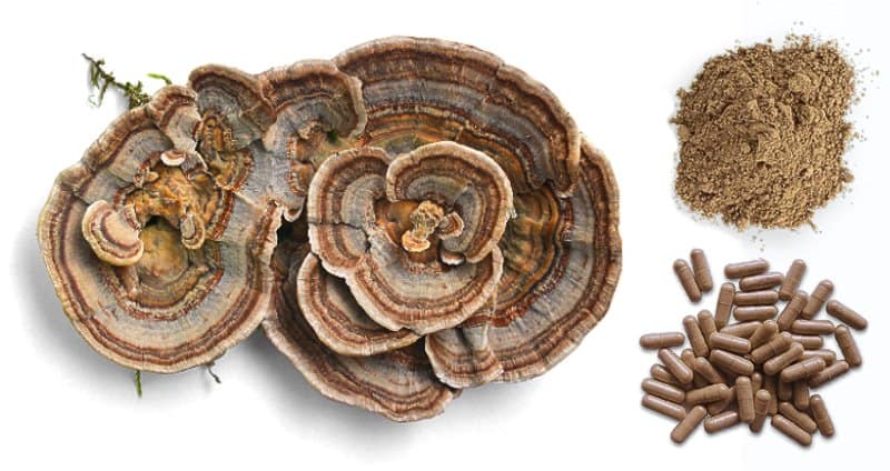 Navigating the World of Turkey Tail Mushroom Supplements: A Buyer's Guide