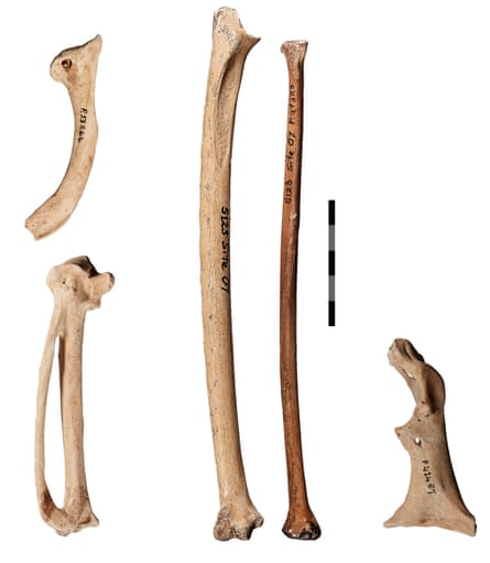 The wing and shoulder bones of Cryptogyps lacertosus