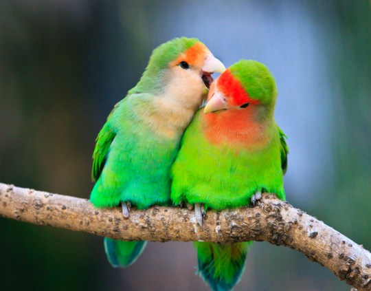 Lovebirds