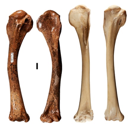The humerus of the newly described Dynatoaetus pachyosteus compared to that of the living wedge-tailed eagle