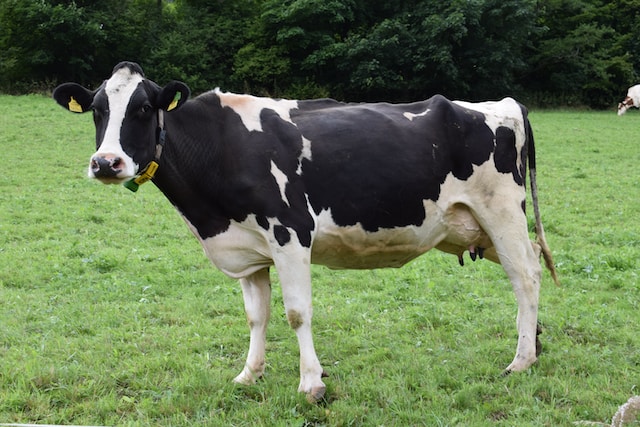 What Are the Latest Advances in Breeding Cattle for Enhanced Milk Production?
