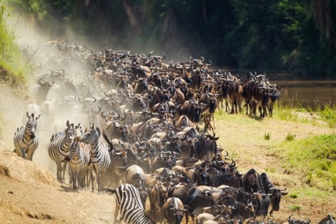 A dense herd of zebras and wildebeests moving together in one direction as dust is kicked up by their movement. Their dirt path has light green grass on each side.