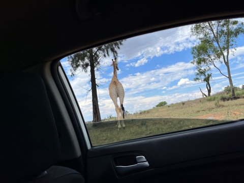 A giraffe near trees in the African bush framed by a car window. 