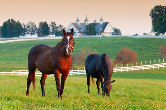 Kentucky horse farm