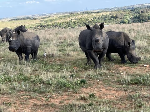 A herd of rhinos, including one that is looking straight at the camera, grazing in dry grass in South Africa’s bush.