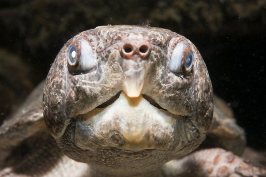 A big-headed turtle