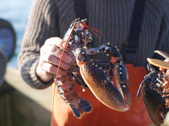 Hand holding a lobster