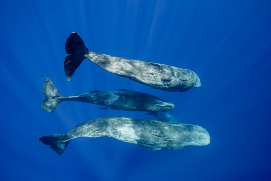 A pod of sperm whales