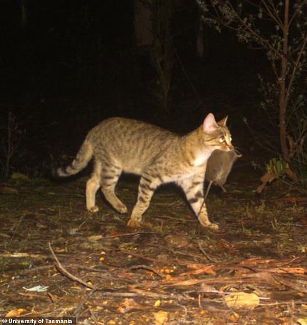 Feral cats are a huge problem for the Kowari (one is pictured after hunting a native marsupial)