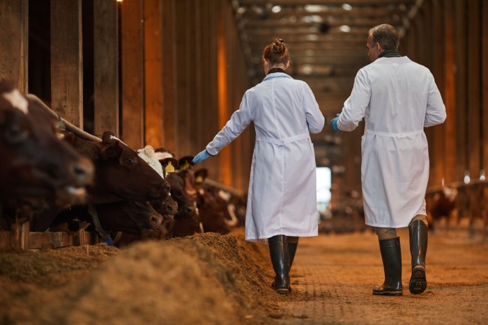 Two vets in a cowshed