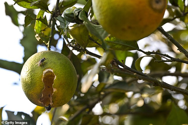 Citrus greening disease, (pictured) also called Huanglongbing, is a bacterial infection that is identified as one of the most serious citrus diseases in the world because there is no cure.