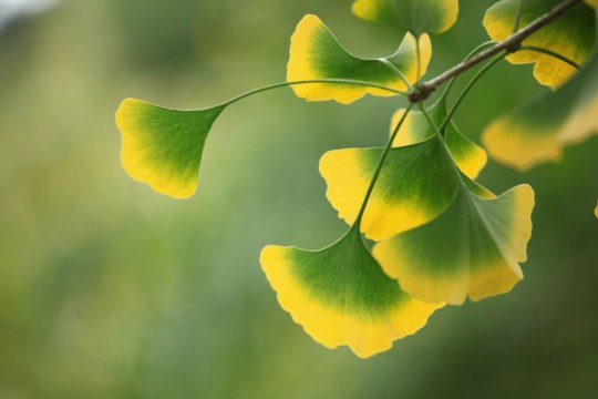 Gingko leaves at the tree