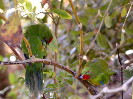 Two Norfolk Island green parrots snapping off a bit of a pepper tree