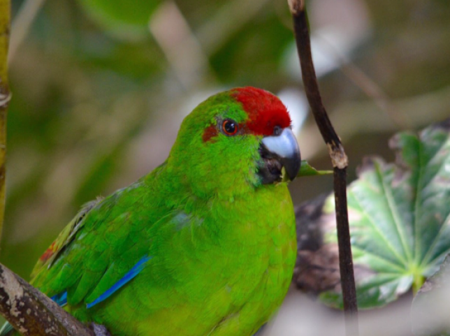 Norfolk Island green parrot snapping off a bit of a pepper tree