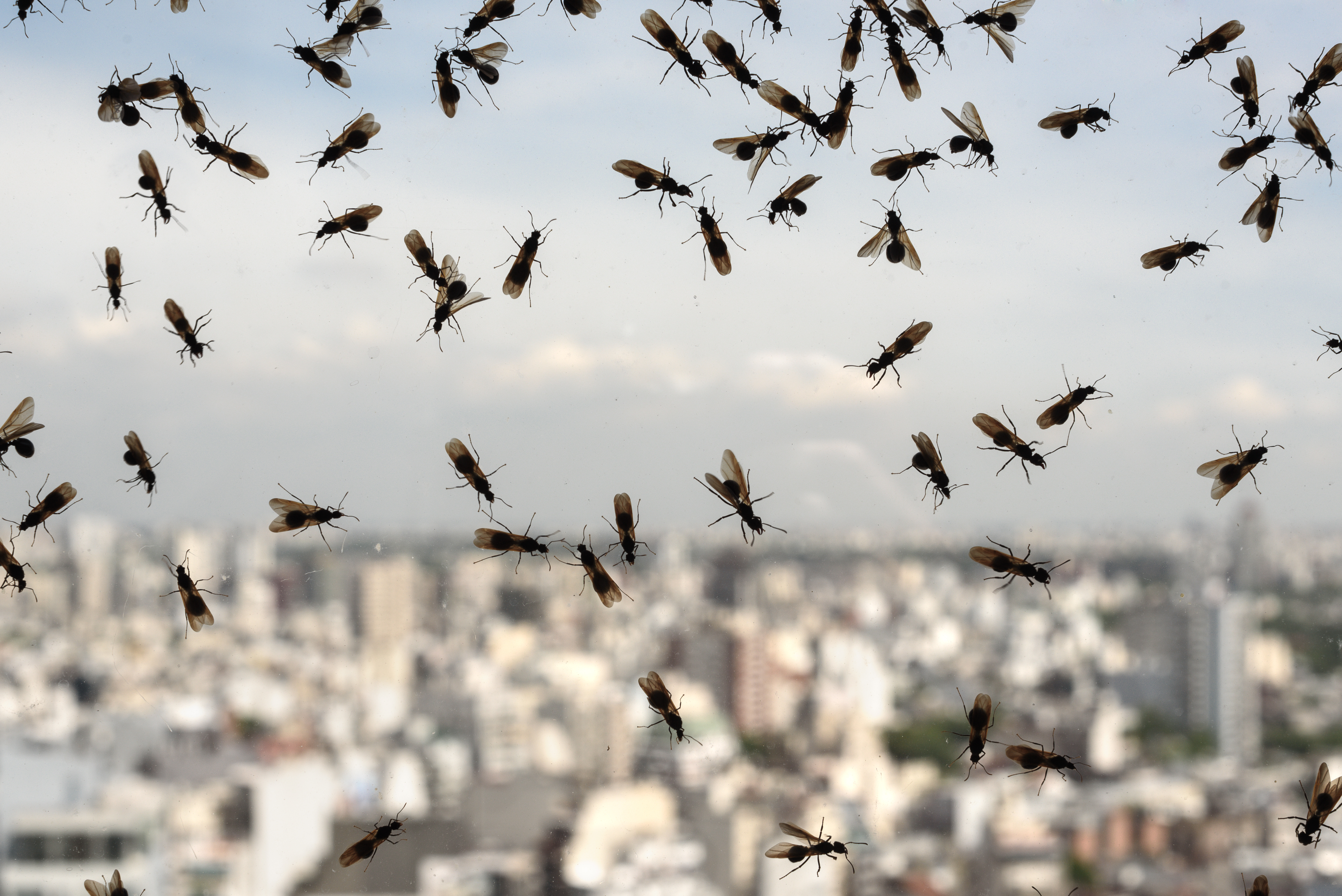 The gulls are feasting on millions of flying ants