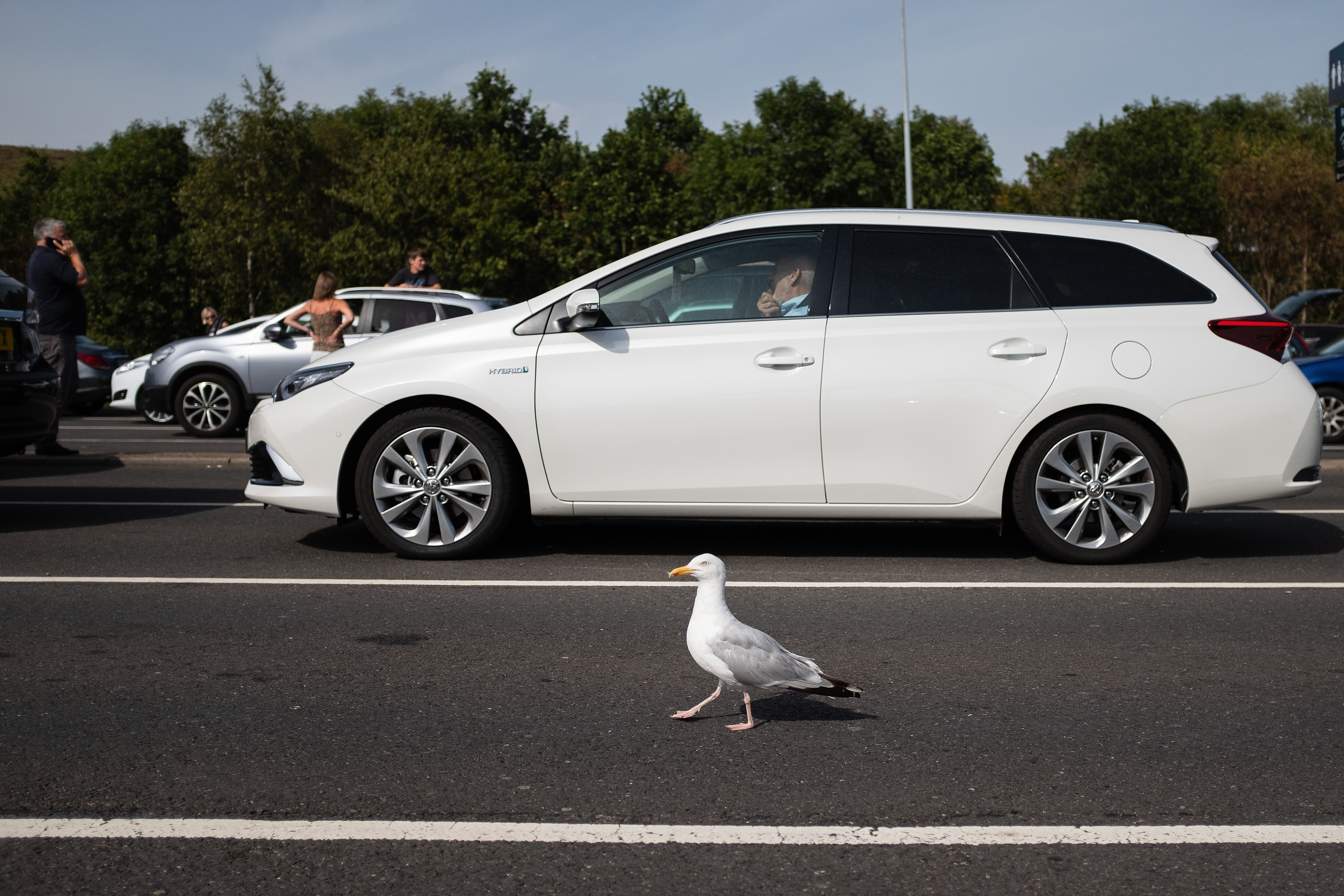 Seagulls are causing havoc on the roads due to a bizarre reason