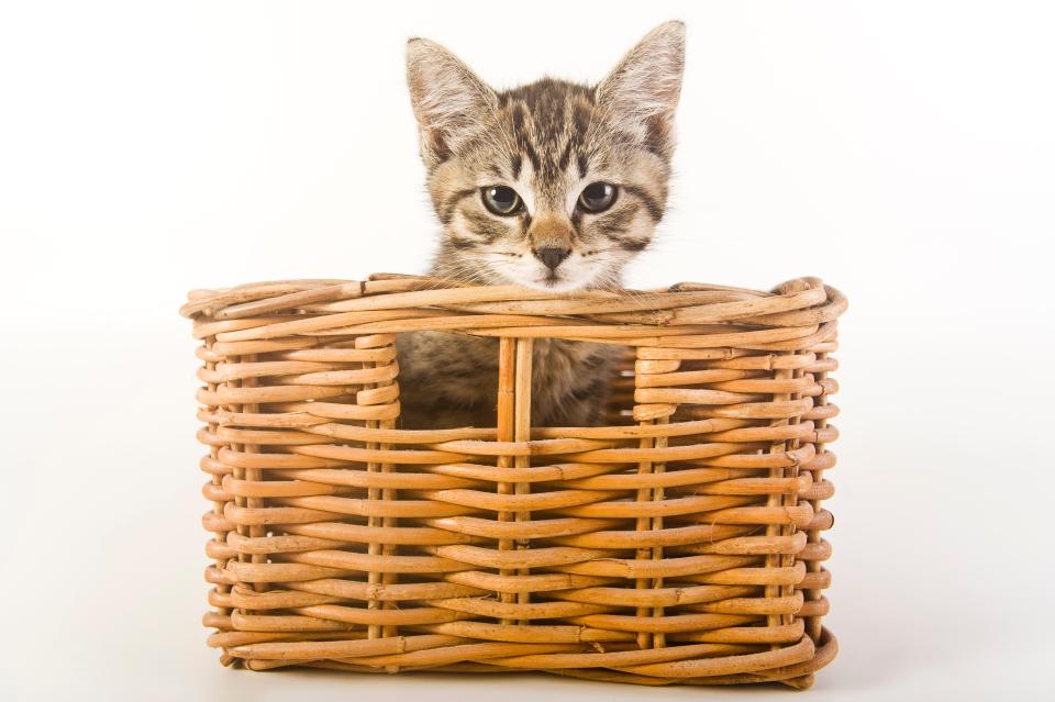 Sean helps a reader whose cat can tell the time