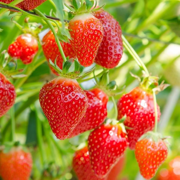 How to Produce and Apply Bio Humic Acid for Maximum Agricultural Benefits